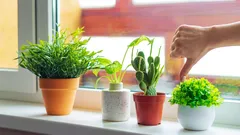 Klassische Blumentöpfe gehören der Vergangenheit an: 2026 kommt die eleganteste und ästhetisch ansprechendste Alternative