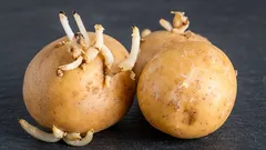 Kartoffelkeime nicht wegwerfen: Sie werden überrascht sein, denn auch sie lassen sich sinnvoll nutzen