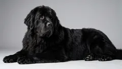 6 faule Hunderassen für alle, die Ruhe und Stille lieben